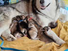 8 Alaskan Malamute Puppies