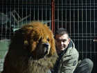 Tibetan Mastiff Puppys Huge Mand Lion type