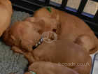 Dogue de Bordeaux puppies READY TO LEAVE IN 5 DAYS
