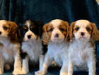 Cavalier King Charles Puppies for sale