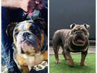English Bulldog litter due any day now!!!!!