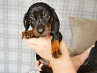 miniature dashhound  puppy
