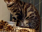 Missing Bengal Aslockton