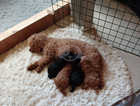 Sturdy Toy Poodle pups