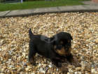 Pedigree Rottweiler puppies for sale