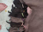 3 cane corso puppies for sale