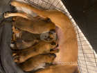 5 belgium malinois puppies for sale.