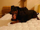 Doberman - Female