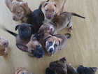 Puppies ready to go to there forever homes