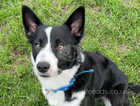 11 month old border collie rehoming