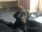 Pedigree Labrador puppies . Home bred litter of 7 blacks and 1 yellow . All girls . 9 weeks old .vacd & chipped .