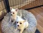Hi 1boy and 1 girl pomchi puppies 7 weeks old ready to leave on the 9 th April