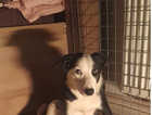 Good natured, healthy and bright as a button collie pups for sale.