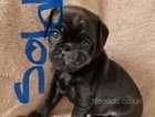 PUG X PUGAPOO ONLY 2 left 2 fawn girls