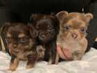 1 Gorgeous girl chihuahua puppy LEFT!