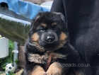 Full pedigree German Shepherd puppy boy