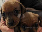 2 female miniature dachshund pups