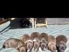 5 Italian greyhound ikc reg pups