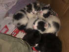 4 gorg kittens ( all reserved )