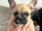 3 REMAINING!! Ready to leave now Beautiful First litter French Bulldogs, KC registered SEE DESCRIPTION.