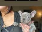 Blue french bull dogs