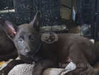 German Shepherd Pups ** Last Pup Pure Black Boy**.   £550!