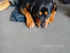Male Rottweiler for sale