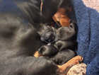 Stunning miniature dachshunds puppies