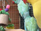 Indian Ringnecks for Sale