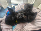 Black kittens fore sale.