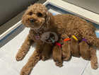 F2 cavapoo puppies - June Collection