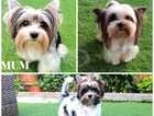 Stunning Tea Cup Yorkshire terriers,1 tiny Boy Left