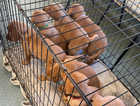 Fox red Labrador pups kc reg 1 dog came available  to leave now