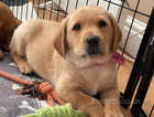 Lovely, Lively Female Labrador Pups. Ready to leave