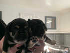 2x Girls Frugs for sale