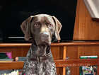 Kennel Club registered 15 month old German Shorthaired Pointer