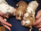 3 fluffy cavalier king charles cross shihpoo pups ready to go now