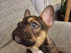 KC Registered Male French Bulldog  (READY NOW!)