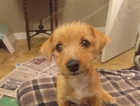 Yorkshire terrier x jackrussell puppies forsale one boy one girl 11 weeks old ready for their new homes