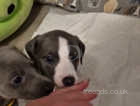 Whippet pups blue beautiful puppies