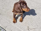 Chocolate miniature dashhound boy pup for sale