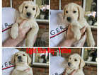 Reduced Ready to go now. 8 Amazing Pupps Left.
