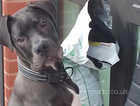 Mastiff cross puppy for sale