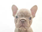 Issabella kc registered french bulldogs