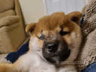 Japanese sheba inu puppy dog