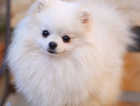 Beautiful teddy bear Pomeranian. Champion line