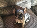 French bulldog puppies - must view! 3 remaining