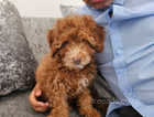 For sale toy poodle wery cute