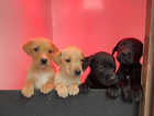 Pointador Puppies For Sale