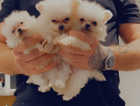 Pomeranian puppies kc registered , 3 boys white